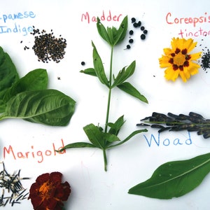 Dye Garden Seed Collection 5 Packets of Dye Plant Seeds  1 Packet Each Japanese Indigo Marigold Coreopsis Madder and Woad Natural Dye Seeds