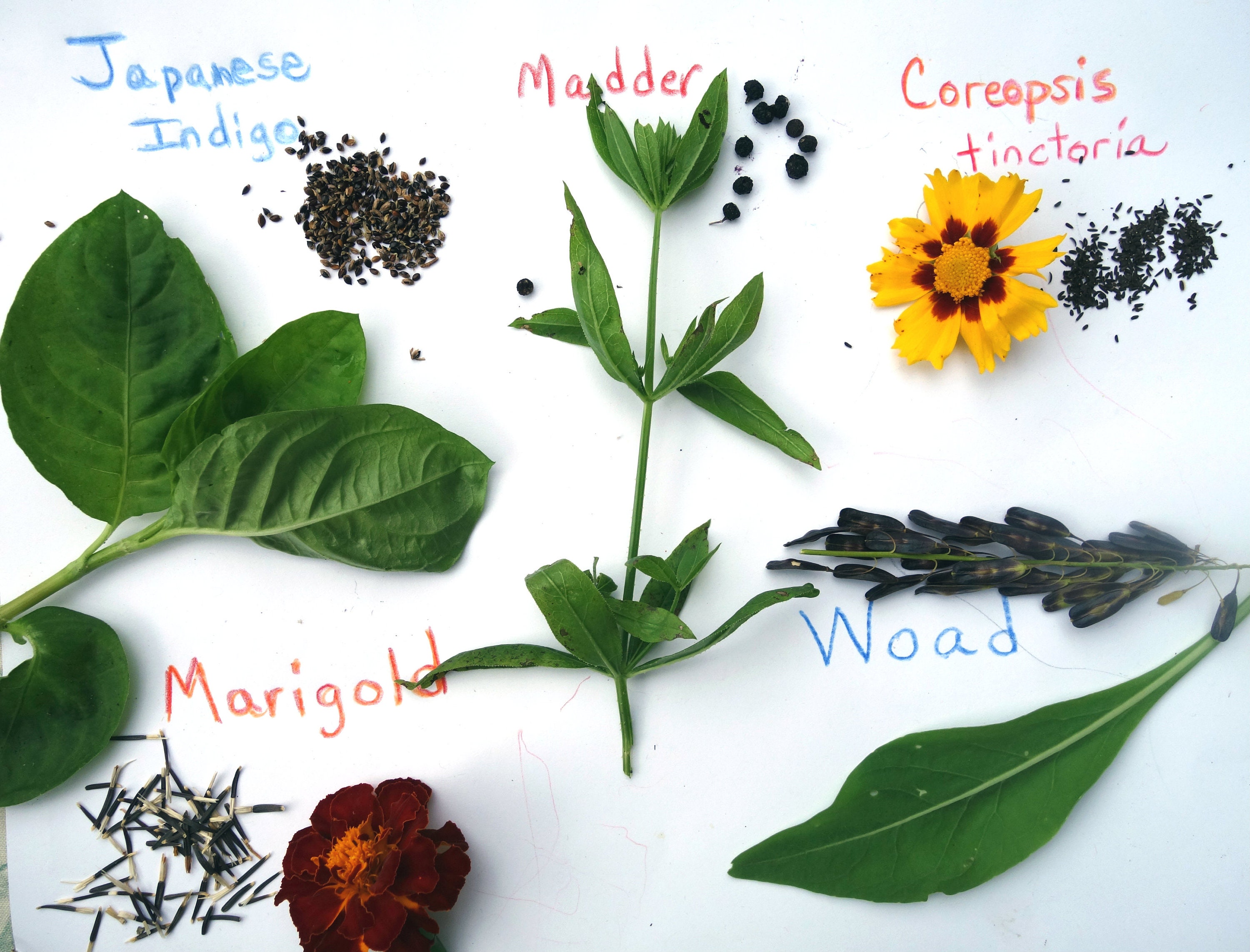 Indigo Plants - Etsy Indigo Plants - Etsy