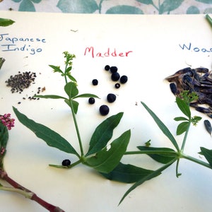 Natural Dye Garden Seed Collection 3 Hand Illustrated Packets of Dye Plant Seeds 1 Packet Each Japanese Indigo Madder and Woad Seeds