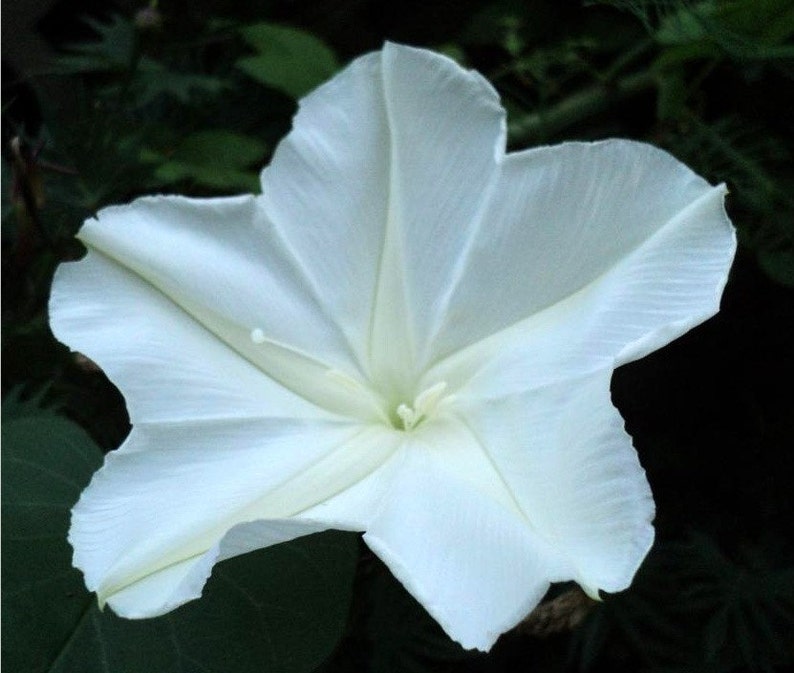 Moon Flower Vine Seeds Large White Flowers Fragrant Climbing Etsy