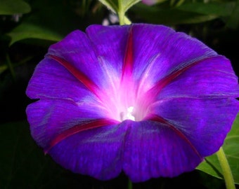 Morning Glory Seeds Purple Pink Violet Lavender Climbing Vine 25+ Garden Seeds Ipomoea Flower Seeds  Flowering Vine Morning Glory Mix