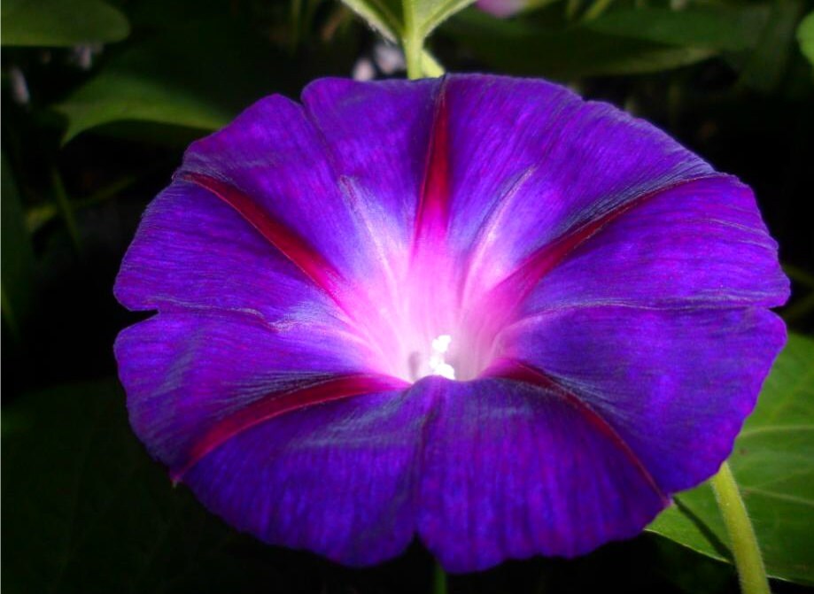 Purple Color Morning Glory Flower Plant Seeds Climbing Flower Plants Seed 10 Pcs Purple Color Morning Glory Flower Plant Seeds Climbing Flower Plants Seed 10 Pcs
