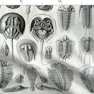 Horseshoe Crab Fabric - Horseshoe Crab Mollusks Ernst Haeckel Mollusk By Magnoliacollection - Cotton Fabric by the Yard With Spoonflower