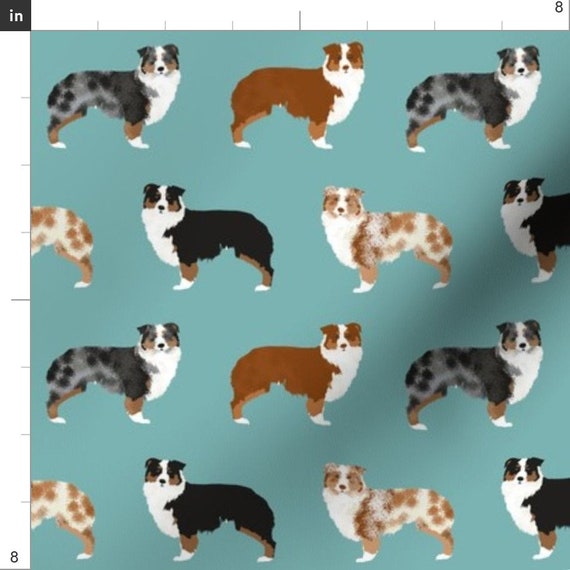 red blue merle australian shepherd