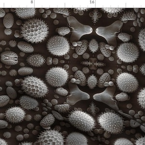 May include: A close-up image of a dark brown surface covered in a variety of small, white, spiky, round objects. The objects are arranged in a symmetrical pattern.