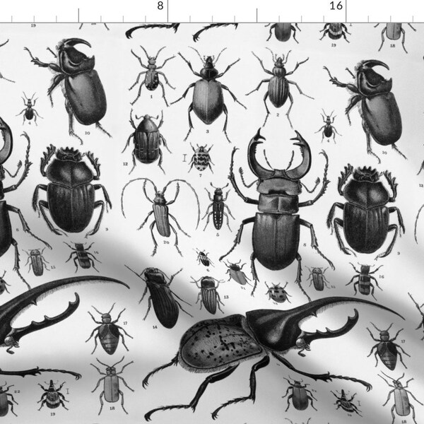 Insect Engravings - Etsy