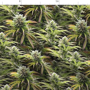 Op de afbeelding: Een dicht patroon van groene cannabisplanten met zichtbare knoppen en bladeren. De afbeelding toont een close-up van de structuur van de plant, met de nadruk op de levendige groene en witte kleuren. De bladeren hebben een lichte paarse tint.