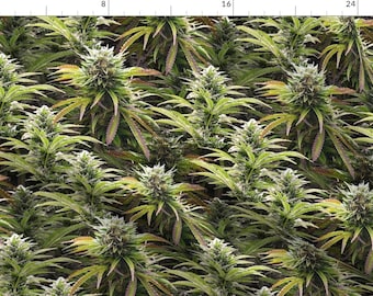Green Marijuana Fabric - Big Beautiful Buds By Camomoto - Green Botanical Marijuana Plant Cotton Fabric By The Yard With Spoonflower