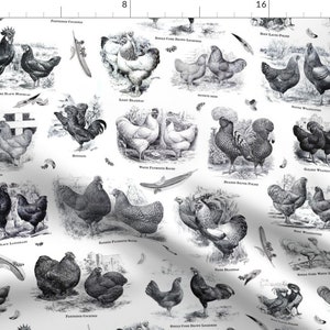 Chicken Rooster Vintage Fabric - Poultry Envy White Black Toile By Wickedrefined - Fancy Breeds Cotton Fabric by the Yard with Spoonflower