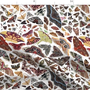 Moth Fabric - Moths Of North America By Jadafitch - Moth Wings Bug Insect Collection Earth Tones Cotton Fabric By The Yard With Spoonflower