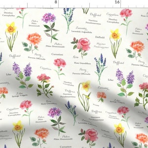 Flower in latin online