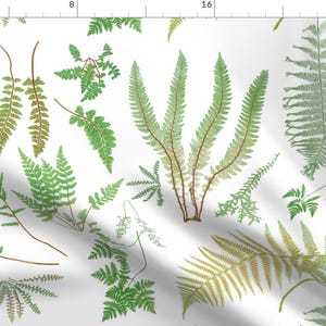 Botanical Ferns Fabric - Fern Botanical ~ White By Peacoquettedesigns - Botanical Green Cotton Fabric By The Yard With Spoonflower