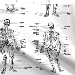 Skeleton Fabric - Anatomical Study Of A Skeleton By Weavingmajor - Skeleton Anatomy Bones Black Cotton Fabric By The Yard With Spoonflower