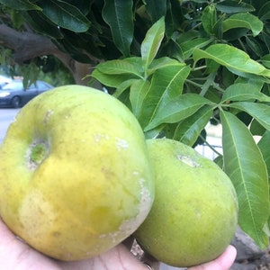 Fresh White Sapote (3 lbs) – First of the Season! Sweet & Delicious