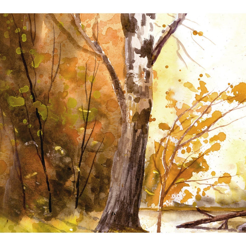 sycamore