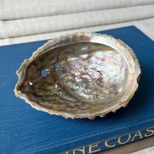Abalone Sea Shell Ring Trinket Dish, Organic Natural Coastal Decor