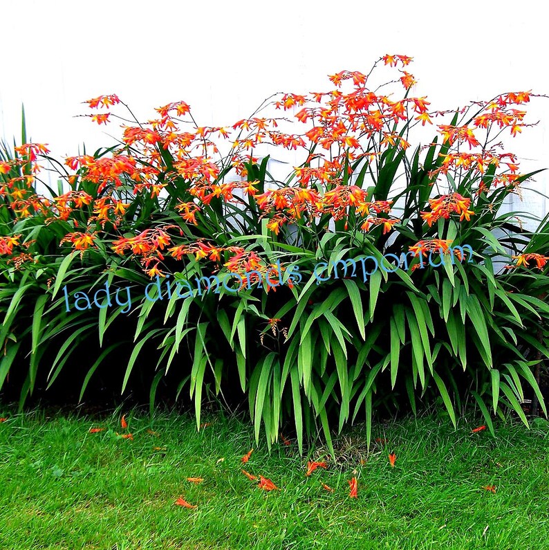 Crocosmia Hardy Perennial Flowers South African Iris 18 Etsy
