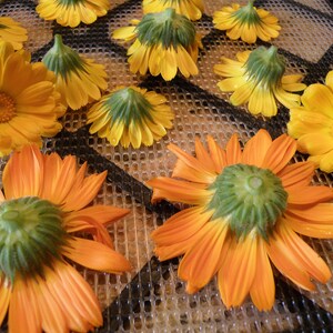 Pu&ograve; includere: Primo piano di fiori di calendula arancioni e gialli che si asciugano su un vassoio a rete. I fiori sono disposti in un motivo circolare con i petali rivolti verso l'alto.