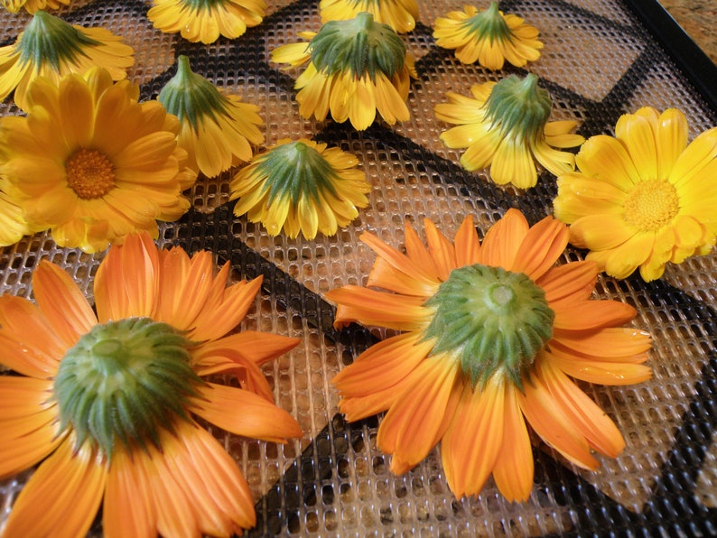 Pu&ograve; includere: Primo piano di fiori di calendula arancioni e gialli che si asciugano su un vassoio a rete. I fiori sono disposti in un motivo circolare con i petali rivolti verso l'alto.