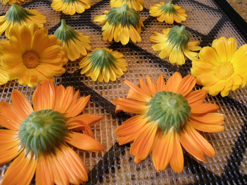 K&ouml;nnte beinhalten: Nahaufnahme von getrockneten Ringelblumen auf einem wei&szlig;en Netz-Trockengestell. Die Bl&uuml;ten sind orange und gelb mit gr&uuml;nen Zentren.