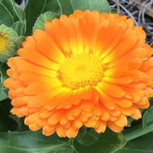 Calendula Infused Oil, Pure and Organic, 2 oz glass bottle with dropper, Small Batch Handmade image 3