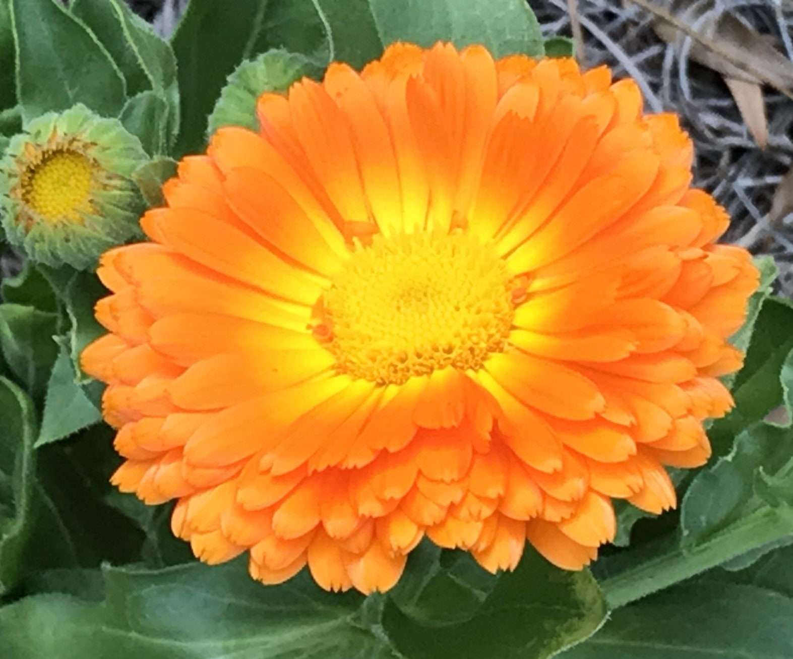 Calendula Infused Oil, Pure and Organic, 2 Oz Glass Bottle With Dropper ...