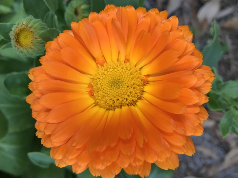 Calendula Infused Oil, Pure and Organic, 2 oz glass bottle with dropper, Small Batch Handmade image 4