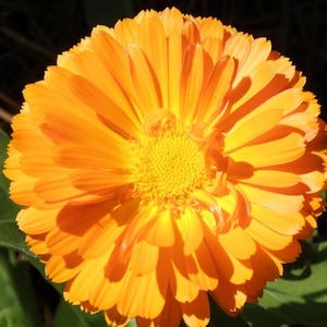Pu&ograve; includere: Un fiore di calendula arancione vibrante con un centro giallo, che mostra i suoi delicati petali.