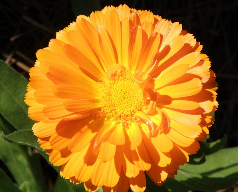 Pu&ograve; includere: Un fiore di calendula arancione vibrante con un centro giallo, che mostra i suoi delicati petali.