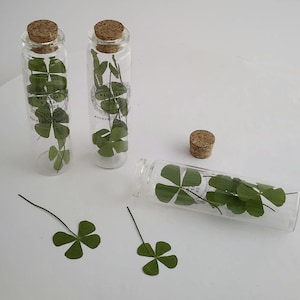 May include: Three clear glass bottles with cork stoppers, each containing green four-leaf clovers. One bottle is lying on its side. Two loose clovers are also present. The bottles have a label that reads "MAGICAL LEAF CLOVERS".