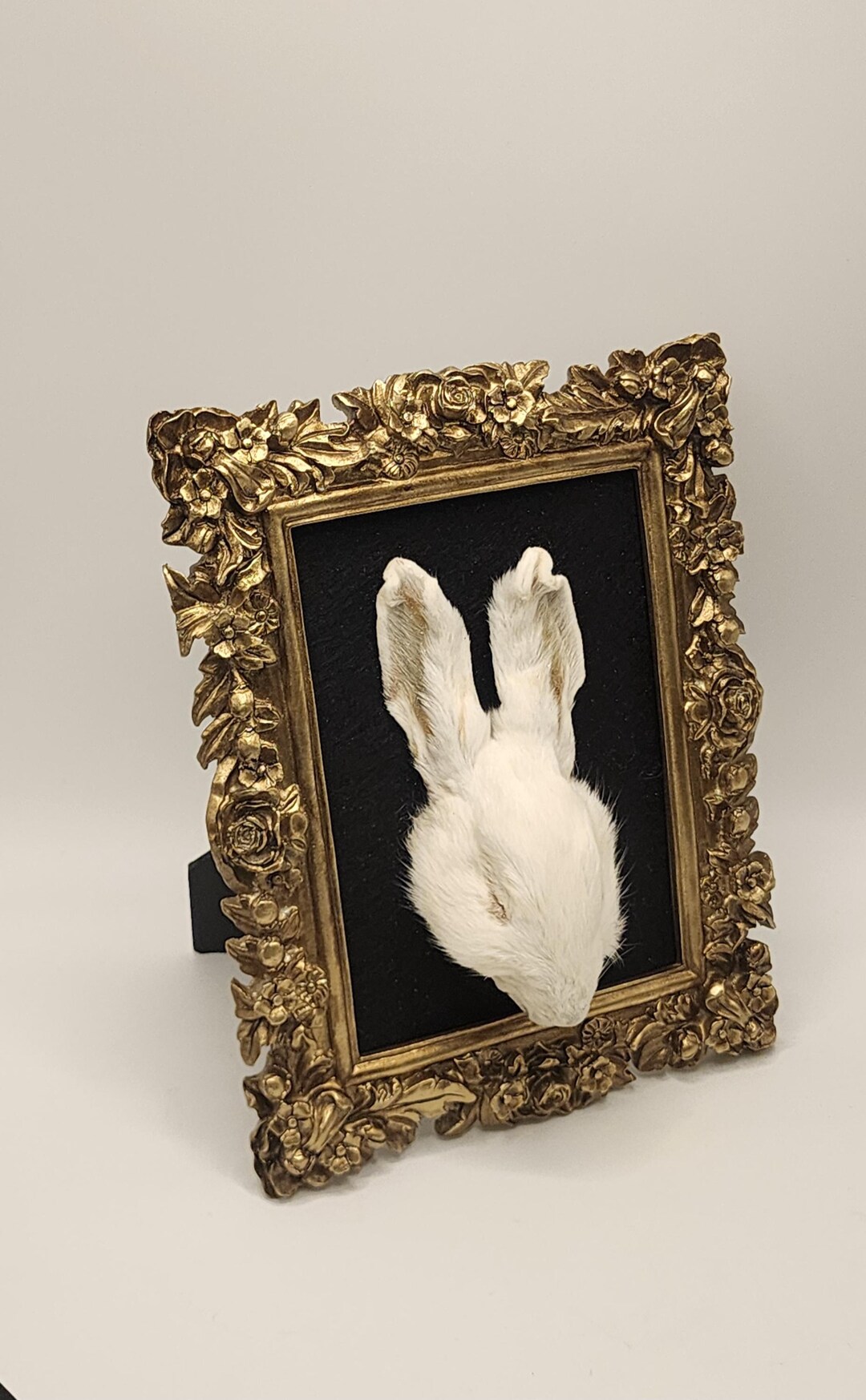 Make Rabbit Specimen Rabbit Taxidermy Wall Art – Preserved Rabbit Specimen – Gothic Oddities ...