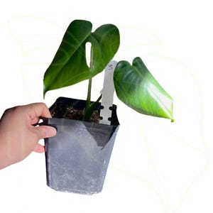 Juvenile Monstera