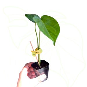 Young Monstera