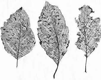Thermofax Screen - Leaf It Three - Easy Screen Printing for Fabric, Paper, Clay and Mixed Media Artists