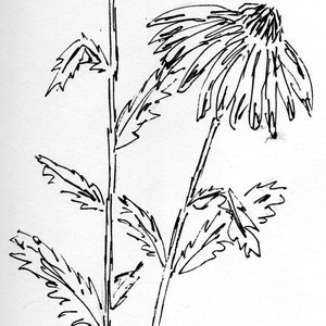 May include: A black and white line drawing of two coneflowers with stems and leaves.