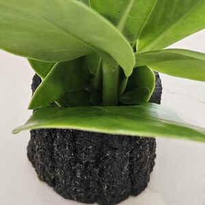 May include: A close-up of a small houseplant with vibrant green leaves. The plant is potted in a textured, dark gray container. The leaves are broad and glossy, contrasting with the rough texture of the pot. The plant sits on a white surface.