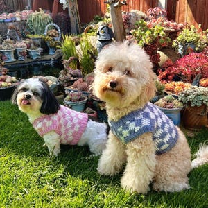May include: Two dogs wearing knitted sweaters. The dog on the left is wearing a pink sweater with white polka dots. The dog on the right is wearing a blue sweater with white squares.