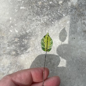 Murano Glass Leaf (sold individually)