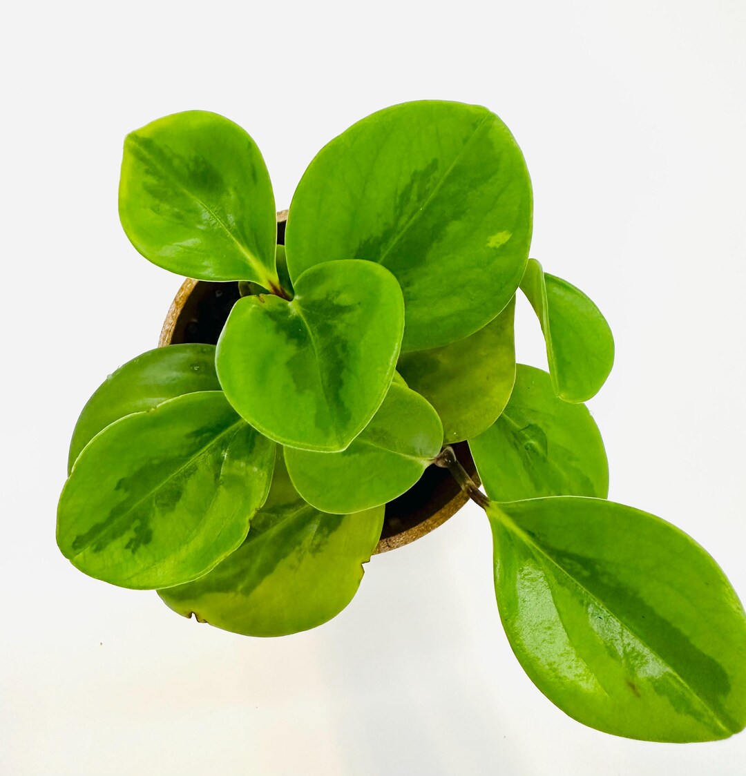 Peperomia Lemon Lime