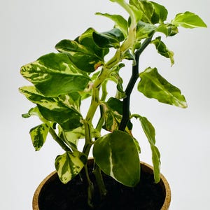 Variegated Devil’s Backbone Euphorbia, 3.5 inch sustainable plant, plant A