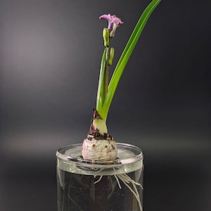 Clear Acrylic Germination & Propagation Plate