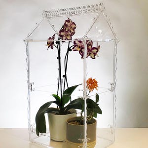 Viktorianisches Terrarium mit extra Höhe für größere Tropische Pflanzen | Dekoratives Gewächshaus | Orchidarium - Terrarium - Wardian Koffer