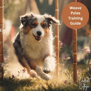 May include: A happy Australian Shepherd dog running through weave poles in a grassy field. The dog has a multi-colored coat of white, brown, and black. The image includes text that says "Weave Poles Training Guide" and the Daffodil Cottage logo.