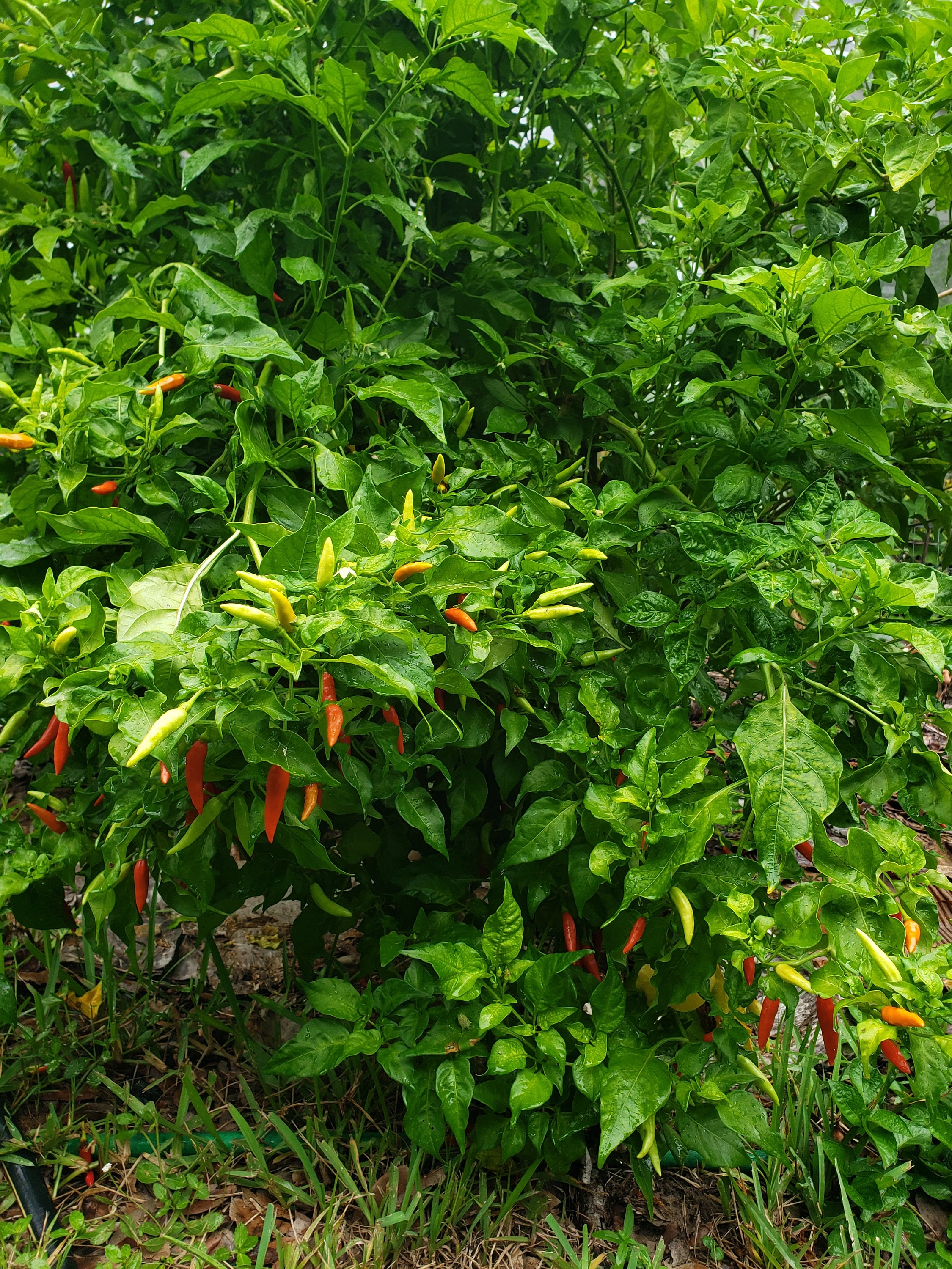 Filipino Mexican Tree Pepper - 20 Seeds - Etsy