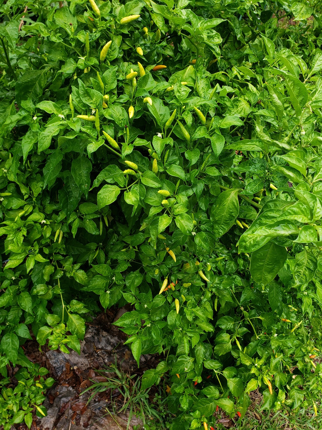 Filipino Mexican Tree Pepper - 20 Seeds - Etsy