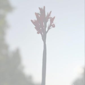 May include: A blurred image of a red flower with a long stem against a soft, light background. The flower's petals are slightly visible, and the stem is dark. The Berry Vine logo is in the bottom right corner.