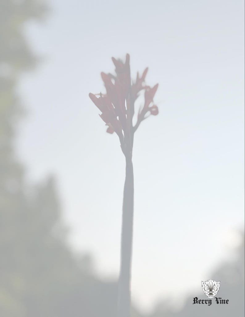 May include: A blurred image of a red flower with a long stem against a soft, light background. The flower's petals are slightly visible, and the stem is dark. The Berry Vine logo is in the bottom right corner.