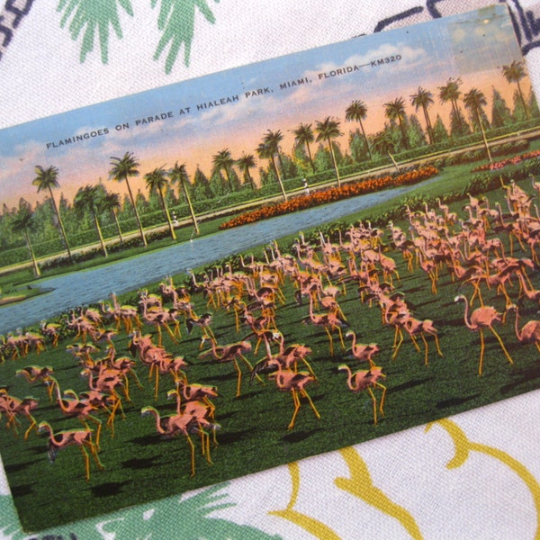 Vintage Florida postcard flamingos at Hialeah Park Miami Florida 1940s linen souvenir postcard