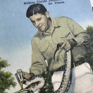 Vintage Ross Allen Reptilien Institute Postkarte Werbekarte Silver Springs Florida 1940er Jahre Leinen Floridiana Souvenir Kitsch