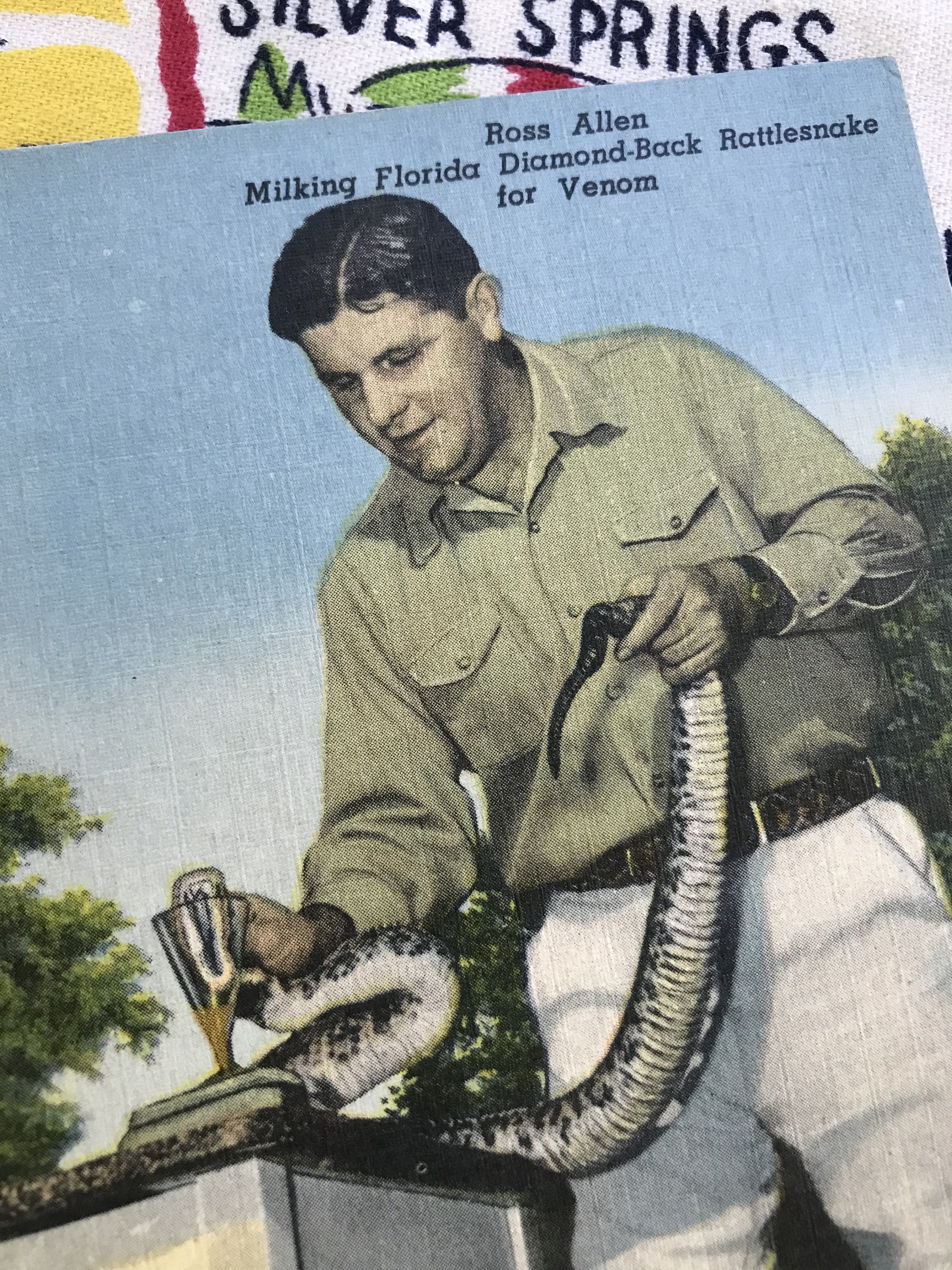 Vintage Ross Allen Reptile Institute Postcard Advertising Card Silver